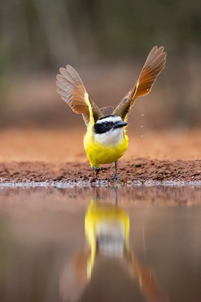 Great Kiskadee (Pitangus sulphuratus) flushing